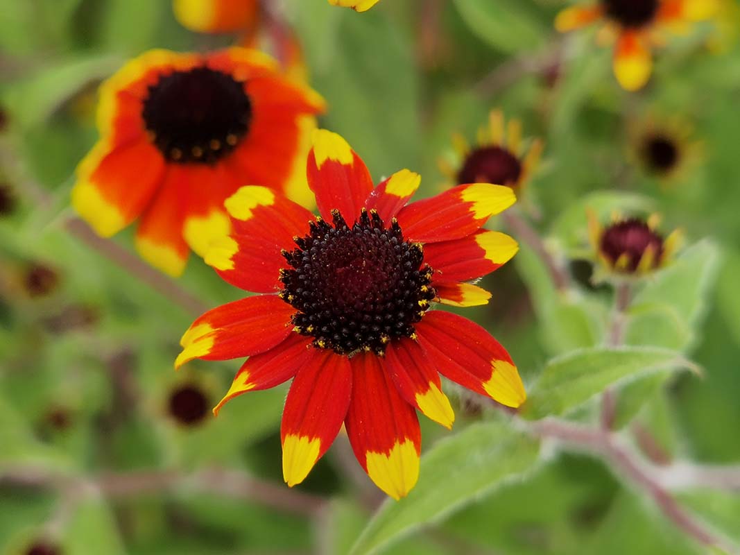 Rudbeckia triloba 'Prairie Glow'